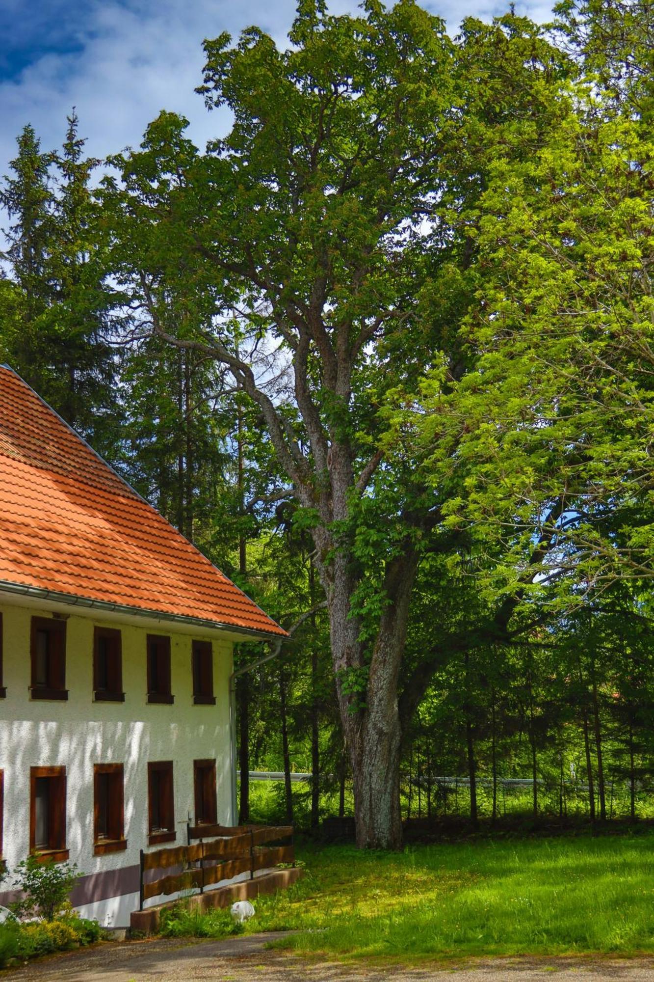 Schwarzwald Escape Guest House Gorwihl ภายนอก รูปภาพ